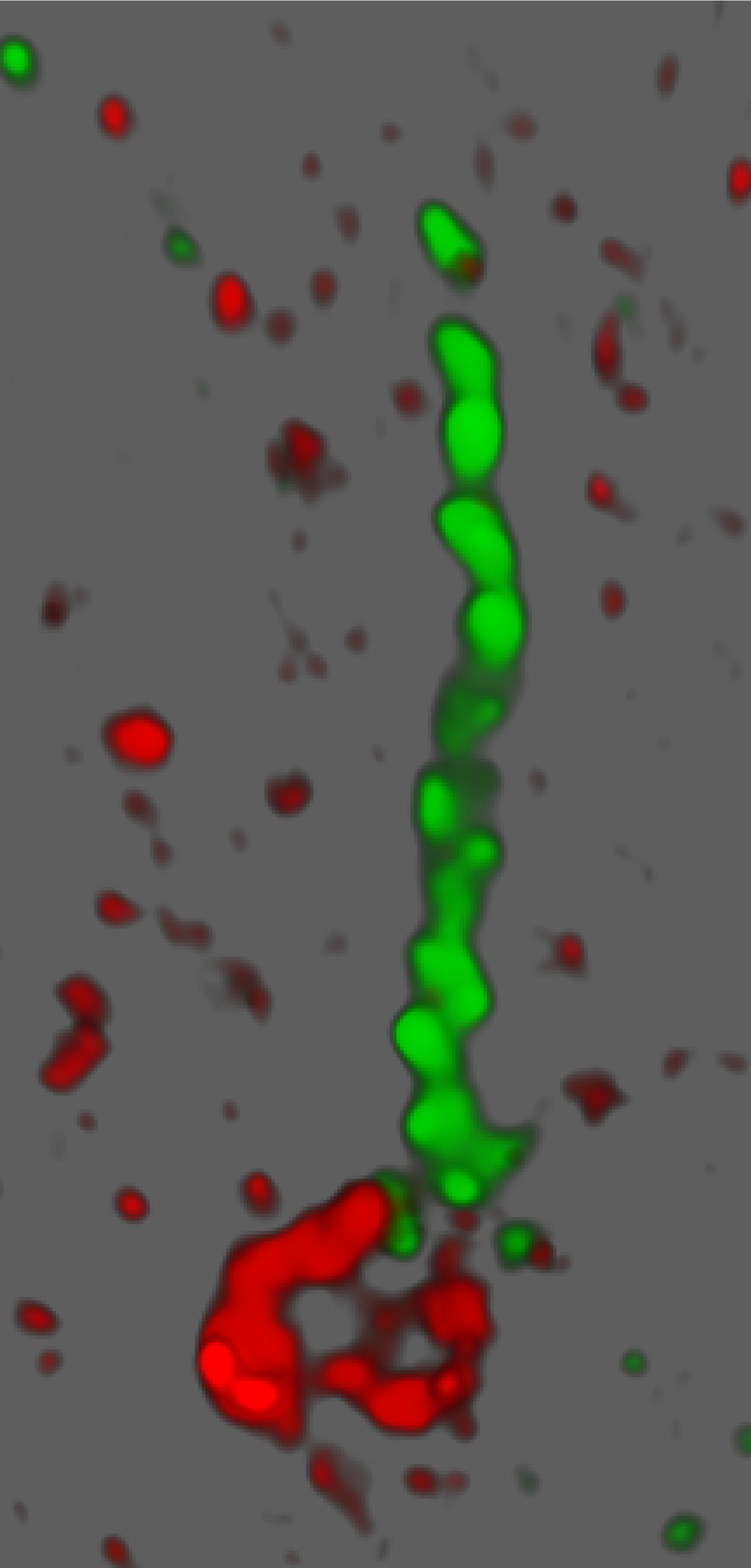 Fluorescence microscopy of actin and cilia