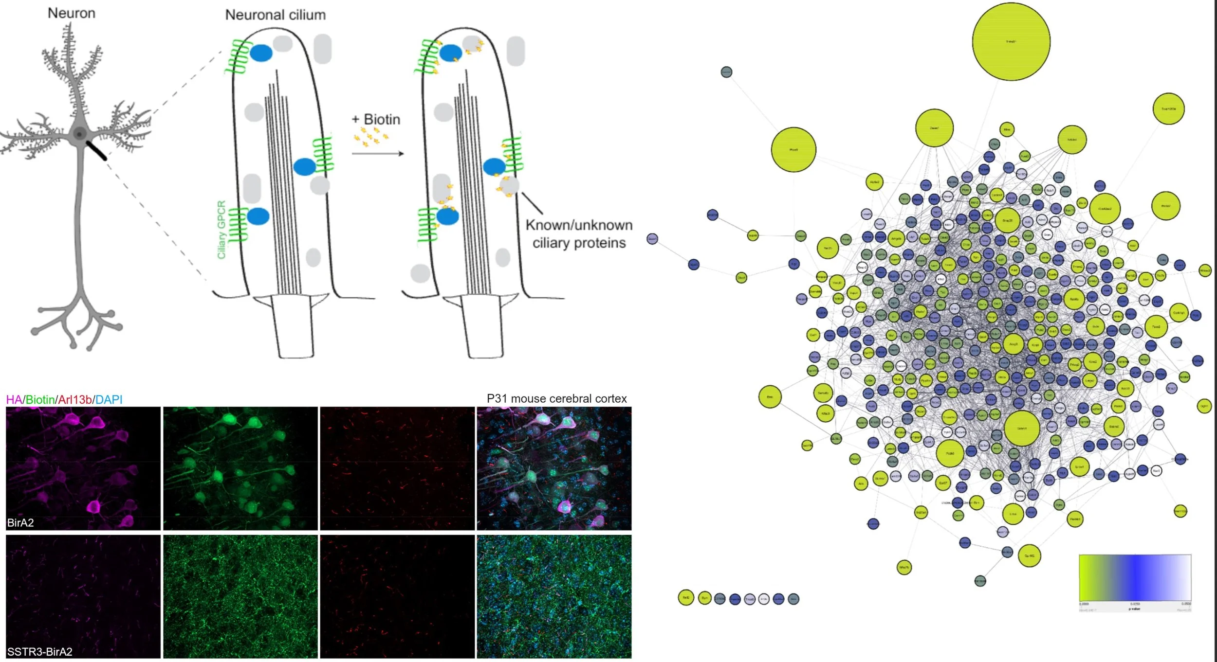 Neuronal cilia BioID — bioRxiv preprint figure